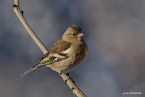 Fringuello femmina: Quello che ha lei