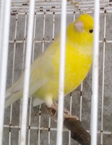 il maschio (l'unico che canta)