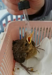 acqua.jpeg (79.9 KiB) Visto 12742 volte non si reggeva sulle zampe