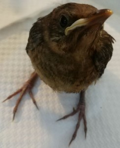 vispo.jpeg (51.71 KiB) Visto 12742 volte qui era già più vispa