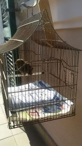 gabbietta.jpeg (187.66 KiB) Visto 12742 volte nella gabbia, e si regge anche da sola adesso!