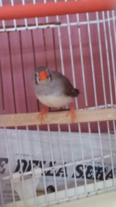 e questa sarebbe la femmina in questione.