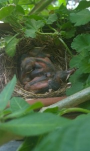 thumbnail_wp_ss_20170511_0002.jpg