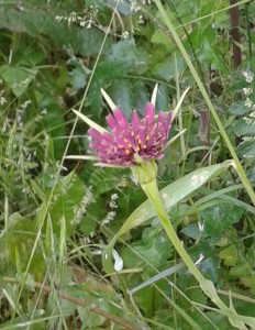 20170526_094740-2.jpg
