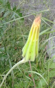 20170526_094740-3.jpg