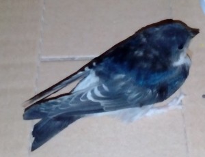 IMG_20170615_114147 - Copy.jpg