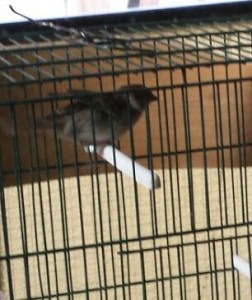 Ala destra sempre sollevata