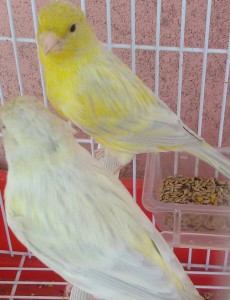 Coppia