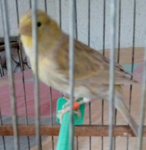 Terza foto