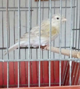 Secondo canarino