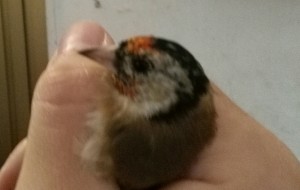 Mi sapete dire se è maschio anche questo?