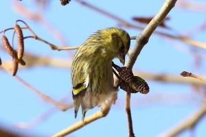 IMG_9925.JPG