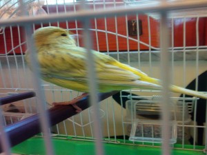 Maschio