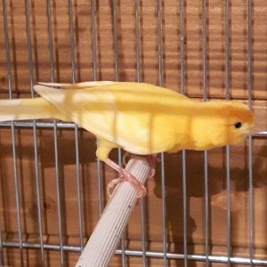 maschio