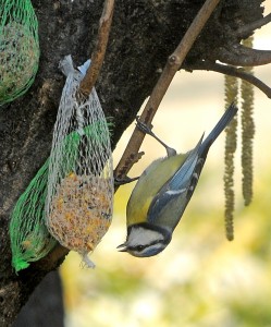 DSC_2551_small.jpg