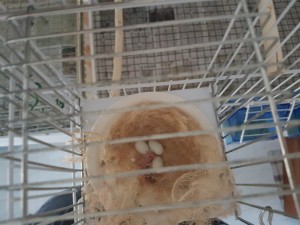 Quello nato oggi ha la pelle scura