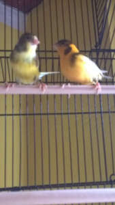 wp_ss_20180412_0010.png