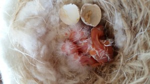 Tutti nati..tutti con piumino bianco neve