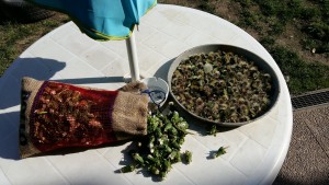 Oggi maxi scorta di  capolini di tarassaco