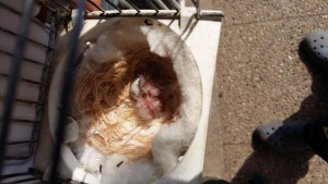 Altre schiuse:3 uova salvate 2 risultate feconde da maschio portatore agata/isabella e femmina ancestrale...uno molto chiaro di carnagione presumo sia agata