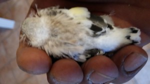 Quest anno una canarina mi ha stupito alla grande...2 settimane domenica...stasera uno era a spasso x la gabbia