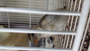 Questi gli altri 2 fratelli ancestrali..han qualche unghia bianca...il mutato non riesco a capire se abbia segni