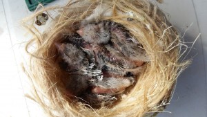 Questi invece 3 eumo di 10 giorni circa