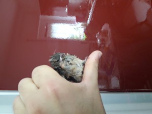 Aiuto per passerotto