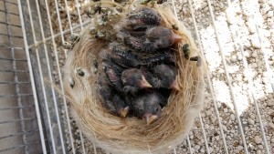 Questi 5 sono  figli della coppia acianica dei novelli in svezzamento(golabianca)...4 con le unghie bianche uno no..nati    venerdì 18,tra loro nessuno é mutato.