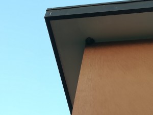 Nido rotto (non si vede molto perché sono davvero in alto)