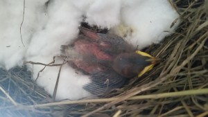 Questo la sera che l'abbiamo trovato