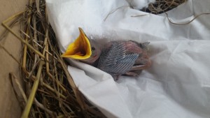 E qui è ieri il vispetto!!