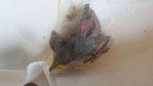 Oggi!!!...gli spuntano le piumette sulla coda.....