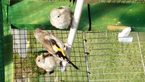 Aggiornamento novelli: 4 novelli di cui 3 con segni acianici svezzati,di cui uno mutato