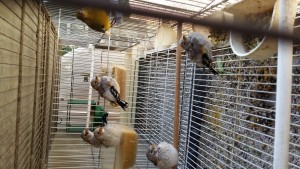 Altri 5 sempre della stessa coppia,nessuno mutato ma 3 con segni acianici