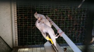 3 eumo e 1 agata quasi svezzati