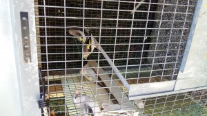 Gli stessi 3 eumo con l agata,altri piccoli e uova nei nidi