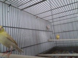 Spagnoli assieme ad un satinè giallo (l'unico fatto finora, ma ora la mamma ha 4 uova piene sotto).