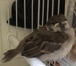 Passerotto che sta bene