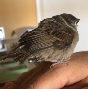 Passerotto che sta male