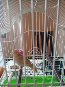 La piccola