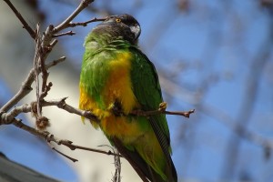 Senegal