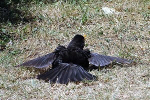 merlo togliendosi i parassiti con un bagno di sole.