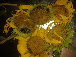 20180718_195957.jpg