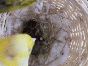 2.gif