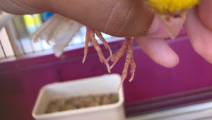 Adesso le scaglie sono leggermente piu “abbassate” percge l’altro giorno ho messo la Gentalin