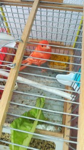 IMG-20180801-WA0007.jpeg