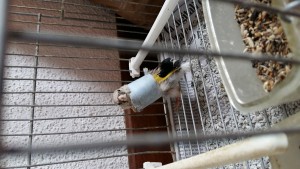 Ciao Nino non ho scocciato le ali ma ho fatto il giro come in foto....l ala é nella perfetta postura...volerà quel tanto che basta x riprodursi secondo te?