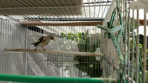 Tiene l ala bassa ma svolazza... soddisfatto del risultato,non potra che migliorare nel tempo