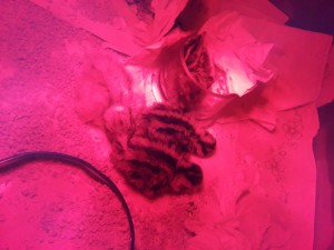 Quello biondo è mimetizato tra i fratelli...<br />Quello con le gambe divaricate e in un piccolo contenitore in plastica che gli tiene le gambe unite in modo da raddrizzarle "almeno spero"